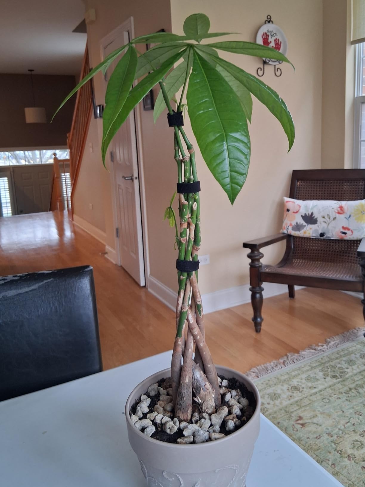 Arcadia Garden Products LV62 Ginseng Ficus Live Indoor Bonsai Plant in 6 in. Plastic Grower Pot, 6 Inch, Green customer photo 1