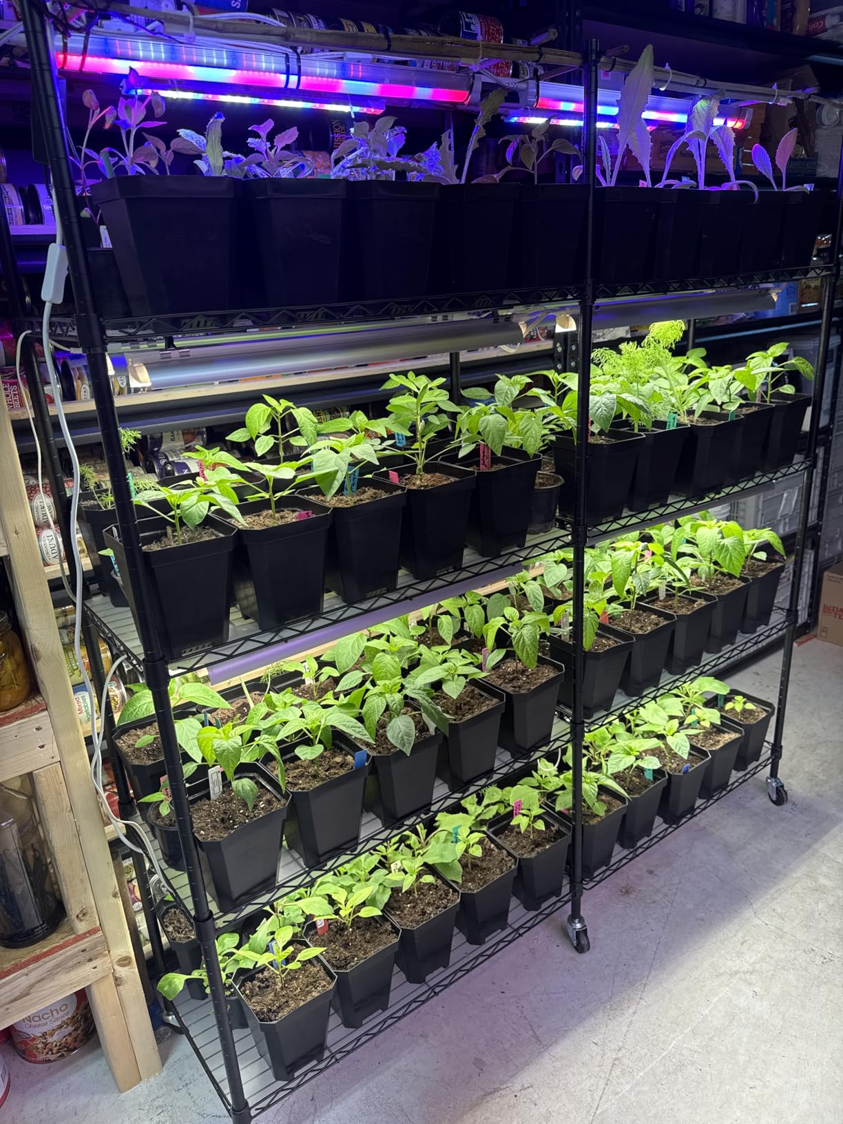 Bstrip Plant Shelf with Grow Light, 4-Tier Large Grow Light Shelf with Wheels, Stainless Steel, 12-Pack 288W T8 Full Spectrum Grow Lights for Seed Starting customer photo 2