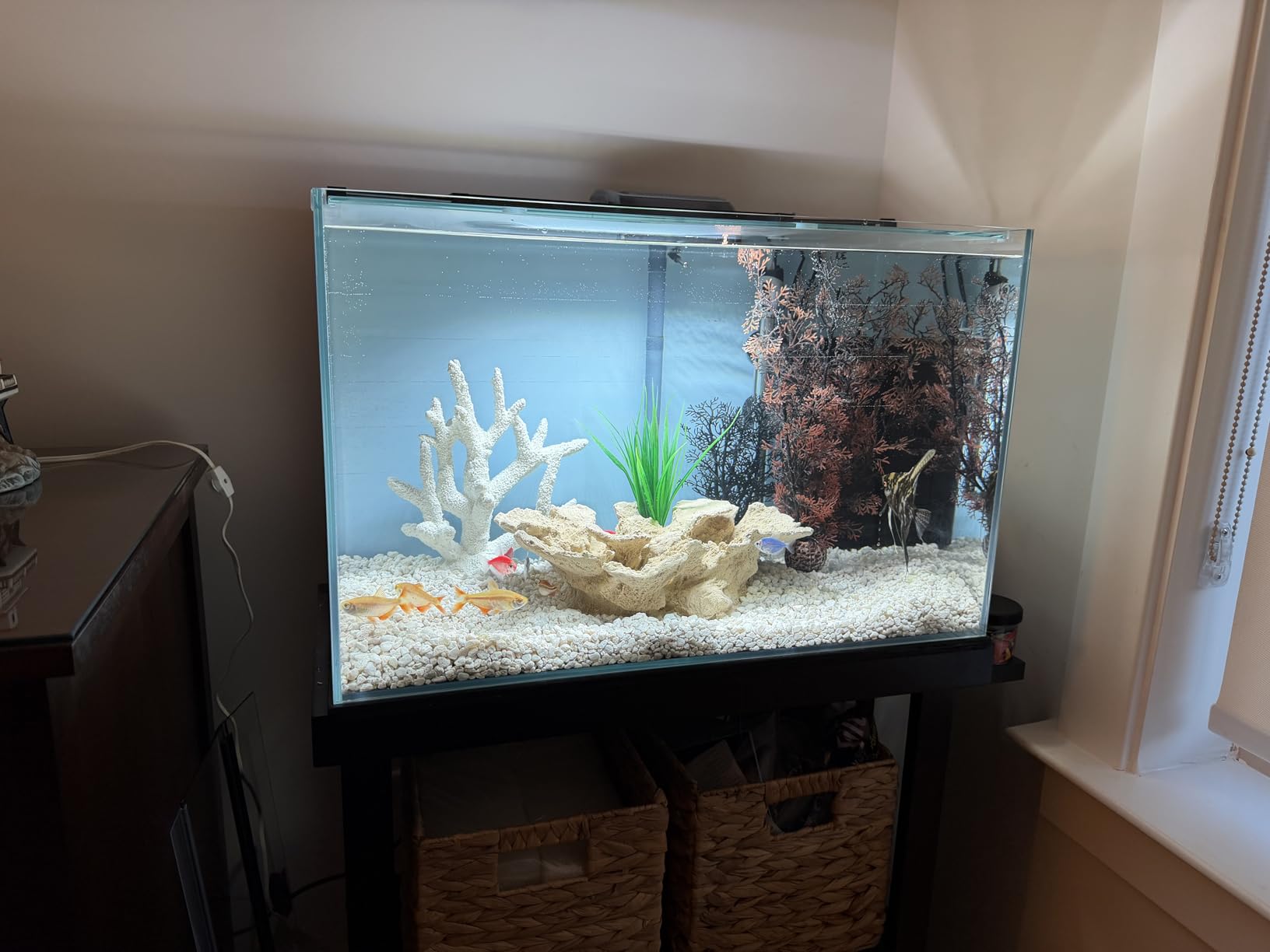 Ultra Clear Rimless Aquarium Tank 2-22 gallons Low Iron Glass (15Gal) customer photo 1