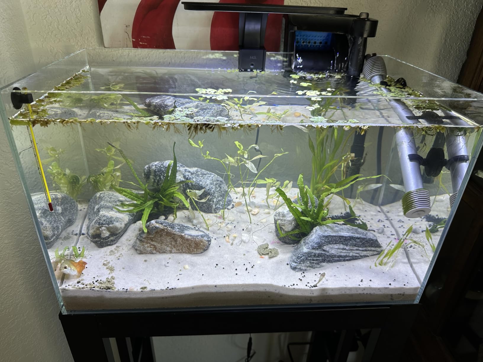 LAQUAL 3 Gallon Ultra Clear Glass Fish Tank, Rimless Low Iron Aquarium for Betta/Nano/Goldfish/Snail/Shrimp, Small Fish Tank with Fish Net & Cleaning Tools customer photo 1