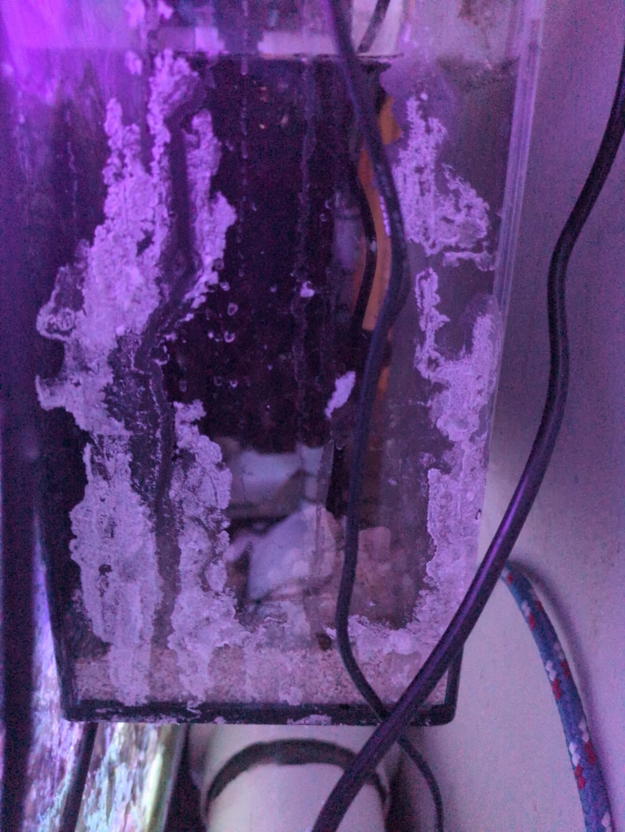 Fiji Cube Hang On Back Refugium Pro (Medium) customer photo 1
