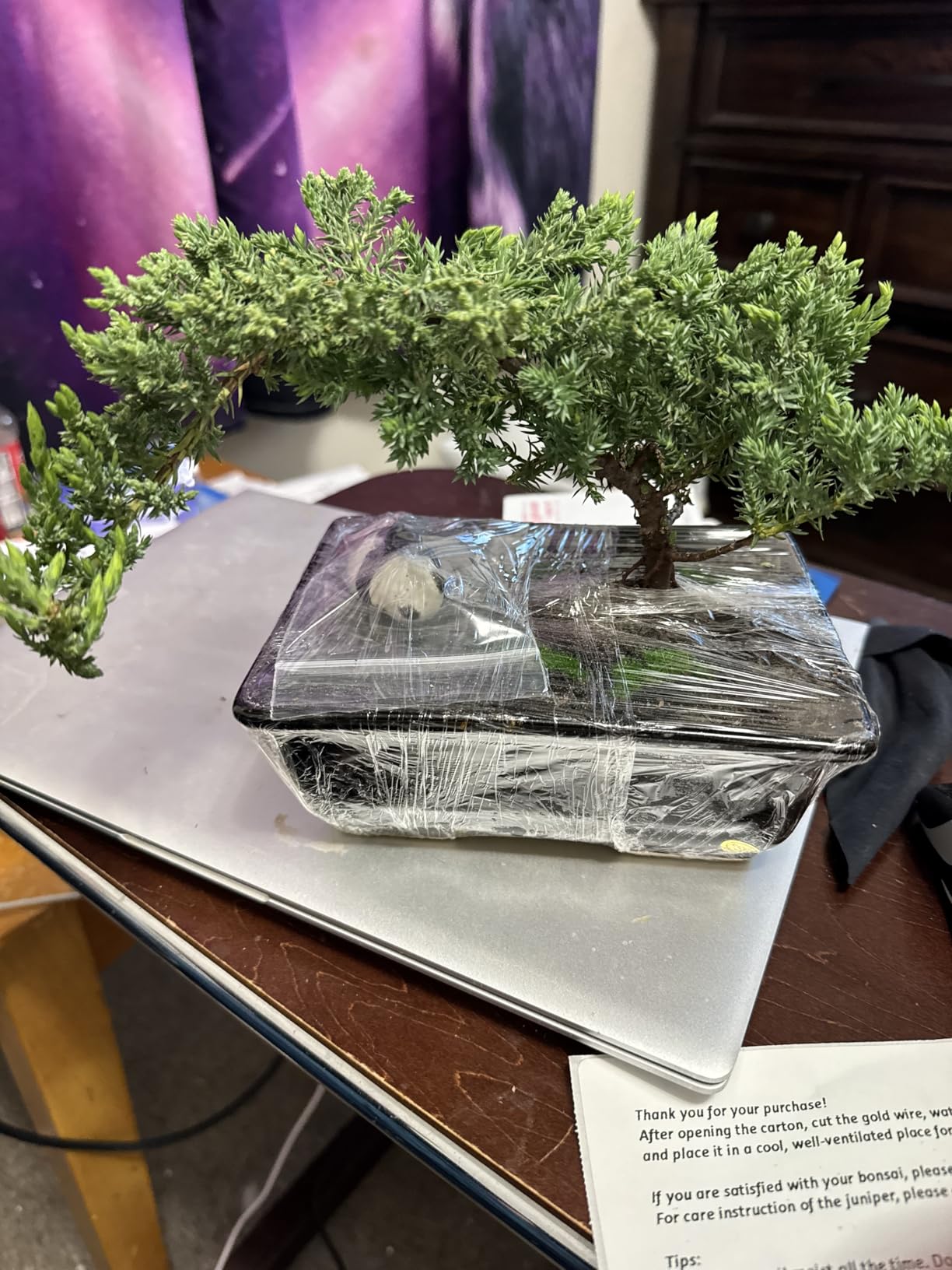 Live Dwarf Juniper Bonsai Tree About 6 Years Old with Cute Ceramic Fisherman | Juniper Bonsai Tree | Indoor/Outdoor | 100% Handcrafted| Home and Office Décor | Best Gift for Holiday customer photo 1