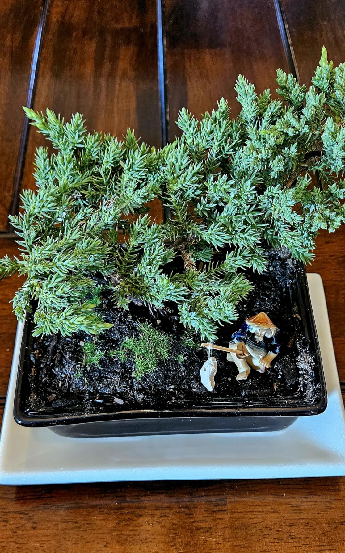 Live Dwarf Juniper Bonsai Tree About 6 Years Old with Cute Ceramic Fisherman | Juniper Bonsai Tree | Indoor/Outdoor | 100% Handcrafted| Home and Office Décor | Best Gift for Holiday customer photo 2