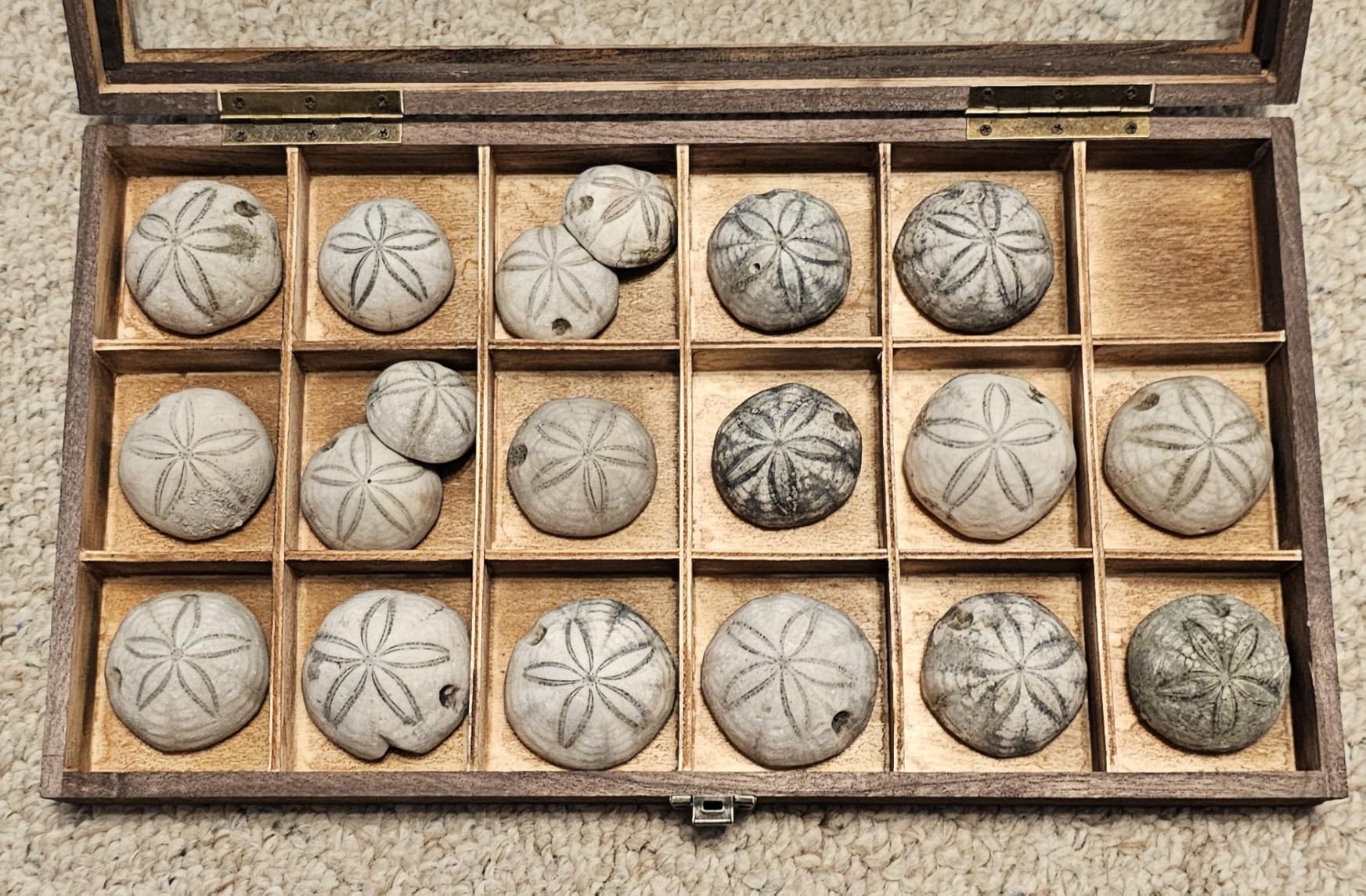 MOOCA Wooden Jewelry Display and Beads Display Storage Case with Tempered Glass Lid, 18 Compartments customer photo 1