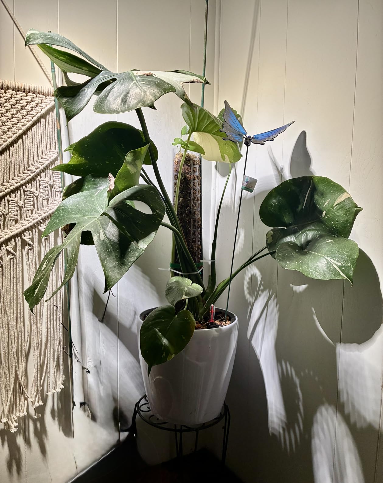Dexceder 15x14 Self Watering Planter with Wheels Indoor Outdoor, Inner Pot Design, Thickened Large Floor Standing Flower Plant Pot with Water Level Indicator (White Matte) customer photo 1