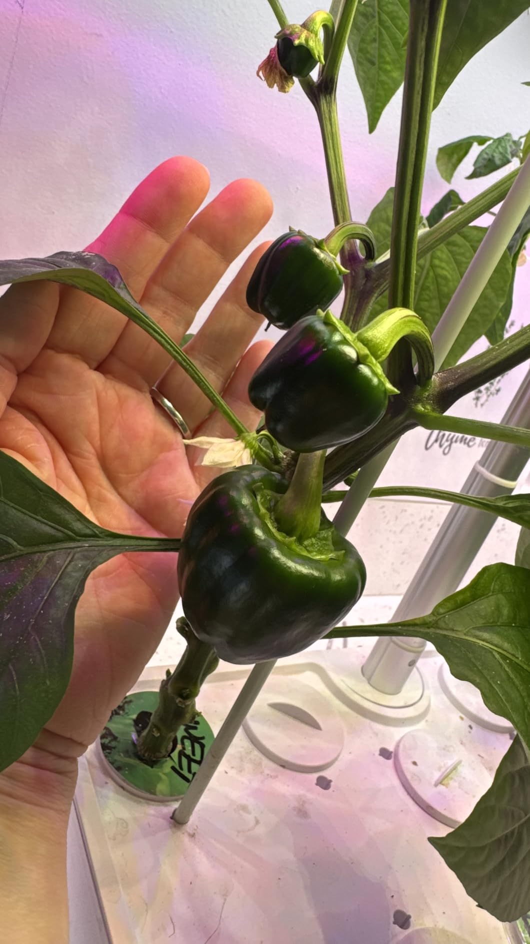 Ahopegarden Indoor Garden Hydroponics Growing System: 12 Pods Plant Germination Kit with LED Grow Light customer photo 2