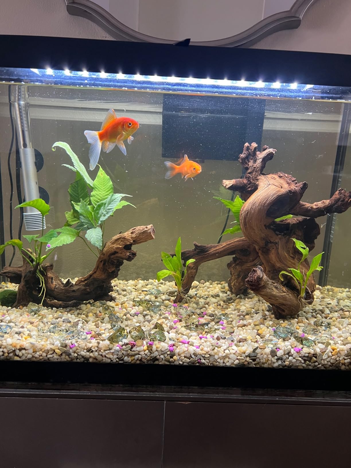 Jorewood Natural Small Aquarium Driftwood for Fish Tanks & Reptile Terrariums - 100% Safe Fish Tank Decorations, Unique Twisted Branches 5-Piece 4-8 Inch Low Tannin, Easy to Sink customer photo 1