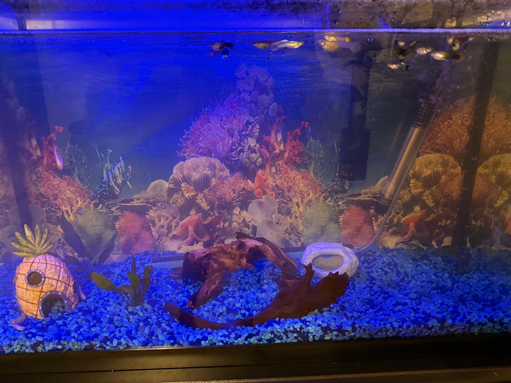 Jorewood Natural Small Aquarium Driftwood for Fish Tanks & Reptile Terrariums - 100% Safe Fish Tank Decorations, Unique Twisted Branches 5-Piece 4-8 Inch Low Tannin, Easy to Sink customer photo 2