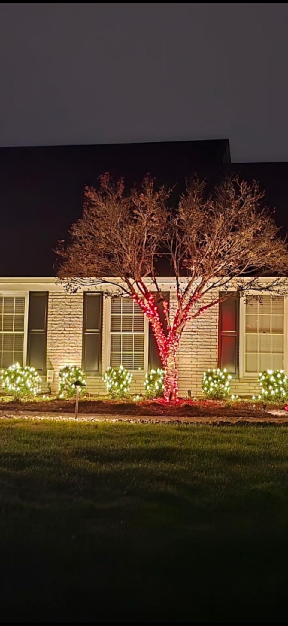 Pro Christmas LED Christmas Lights - 100 Count Wide Angle Conical String Lights - Professional Grade Indoor/Outdoor Commercial Holiday Light Set for Trees, Bushes, & Décor - Multi customer photo 1