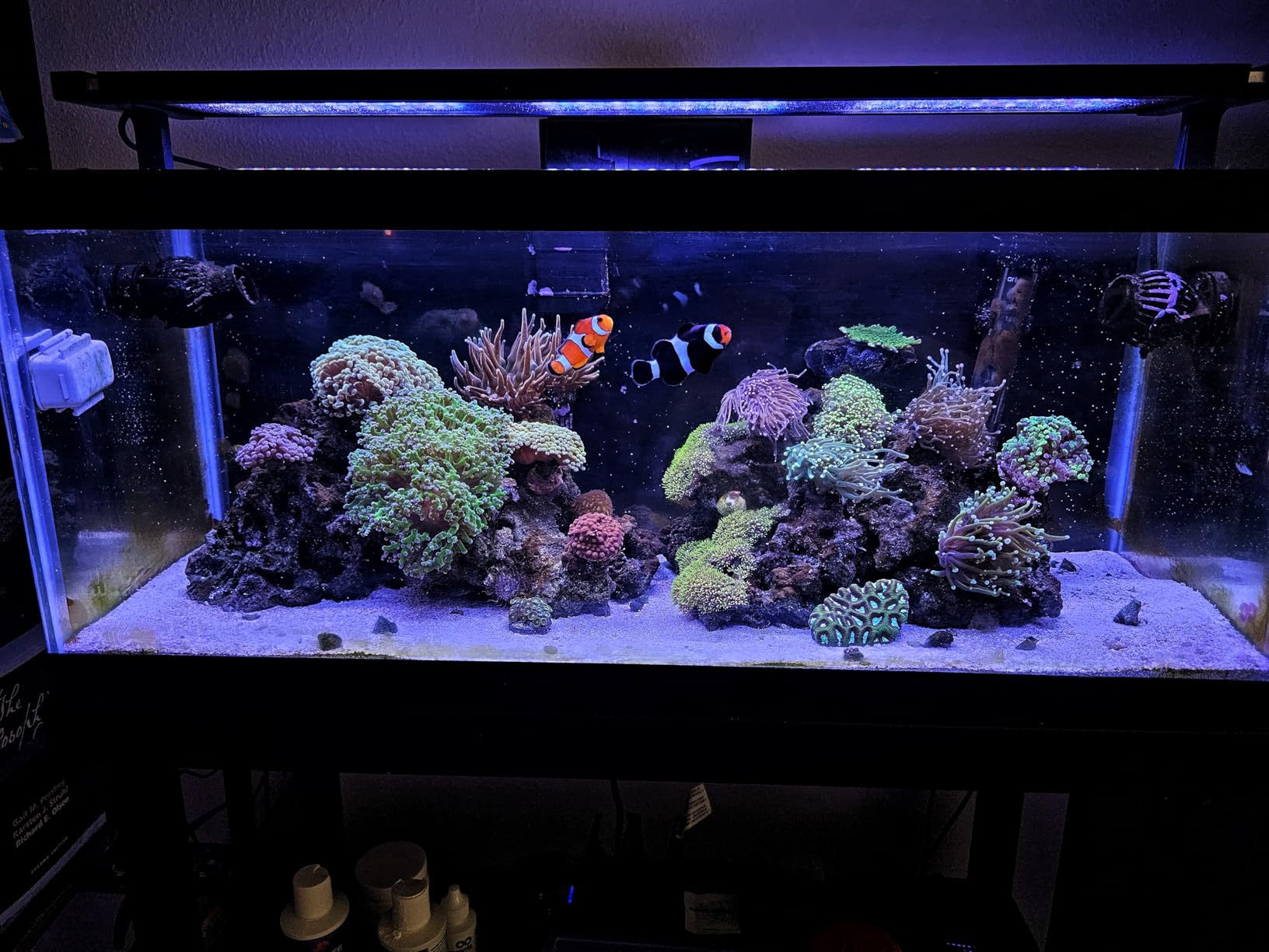 GLOWRIUM Saltwater Aquarium Light, Smart Reef Coral Fish Tank Light with Bluetooth + WiFi Dual Control App customer photo 1