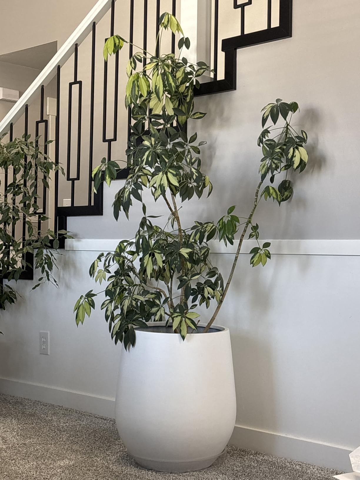 KUTE NEST 21