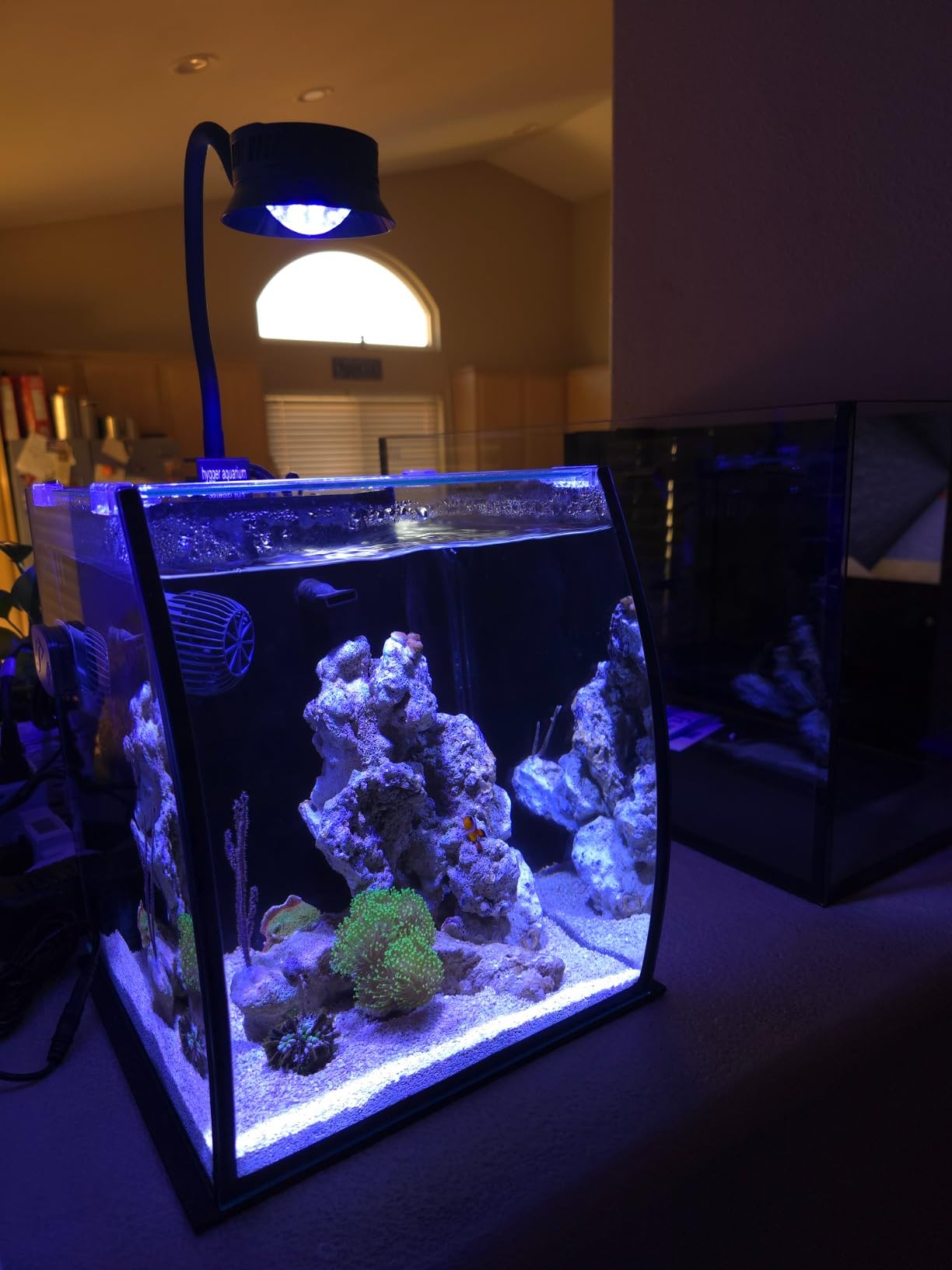 Aquatop 13.5 Gallon Bow Front Glass Aquarium Kit with Filter and LED Lighting - All in One Desktop Fish Tank, Ideal for Freshwater and Saltwater customer photo 2