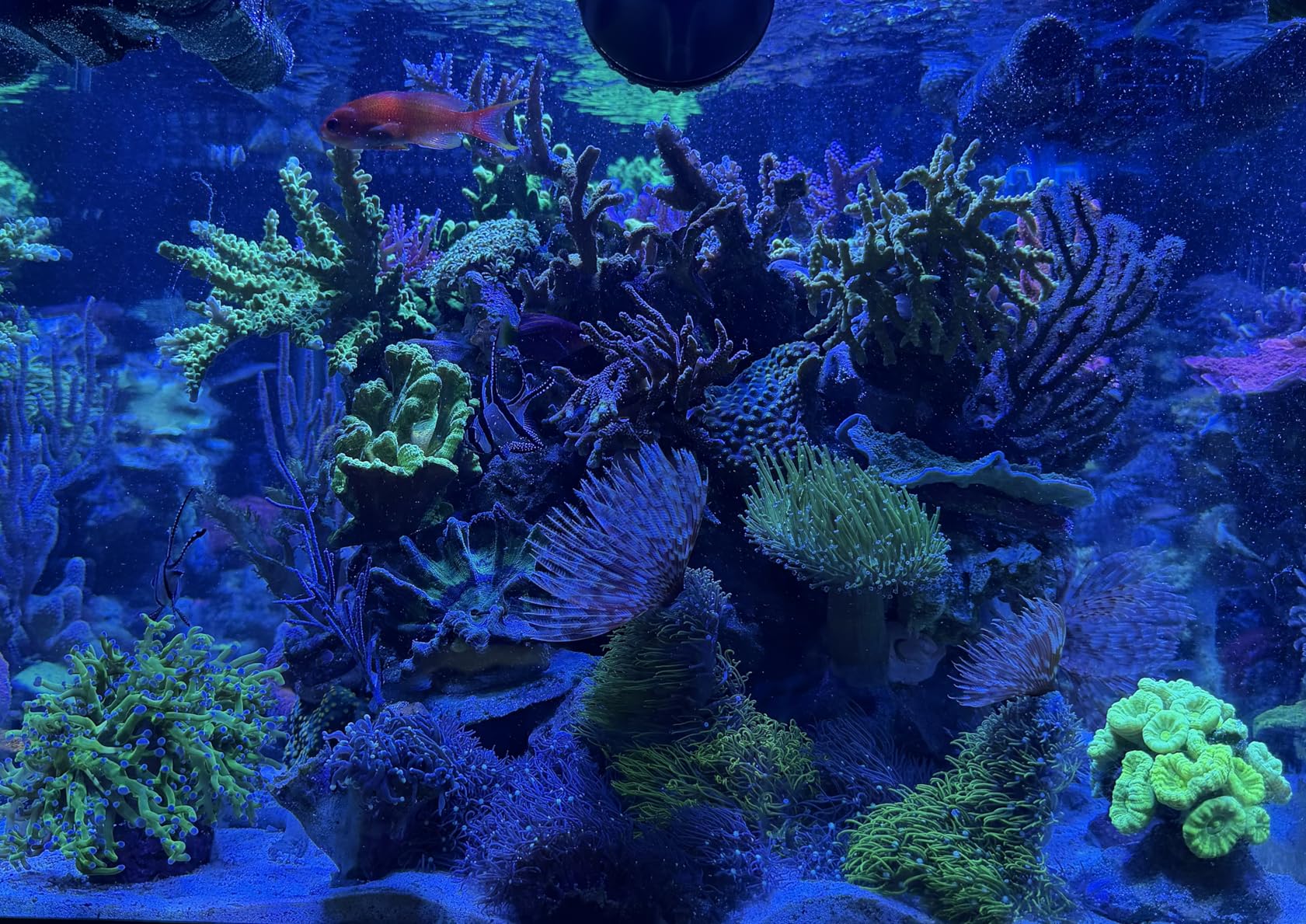NICREW HyperReef 100 Gen 2 Reef LED Light, 100W Reef Aquarium Lighting for SPS LPS Corals and Saltwater Fish Tanks customer photo 1
