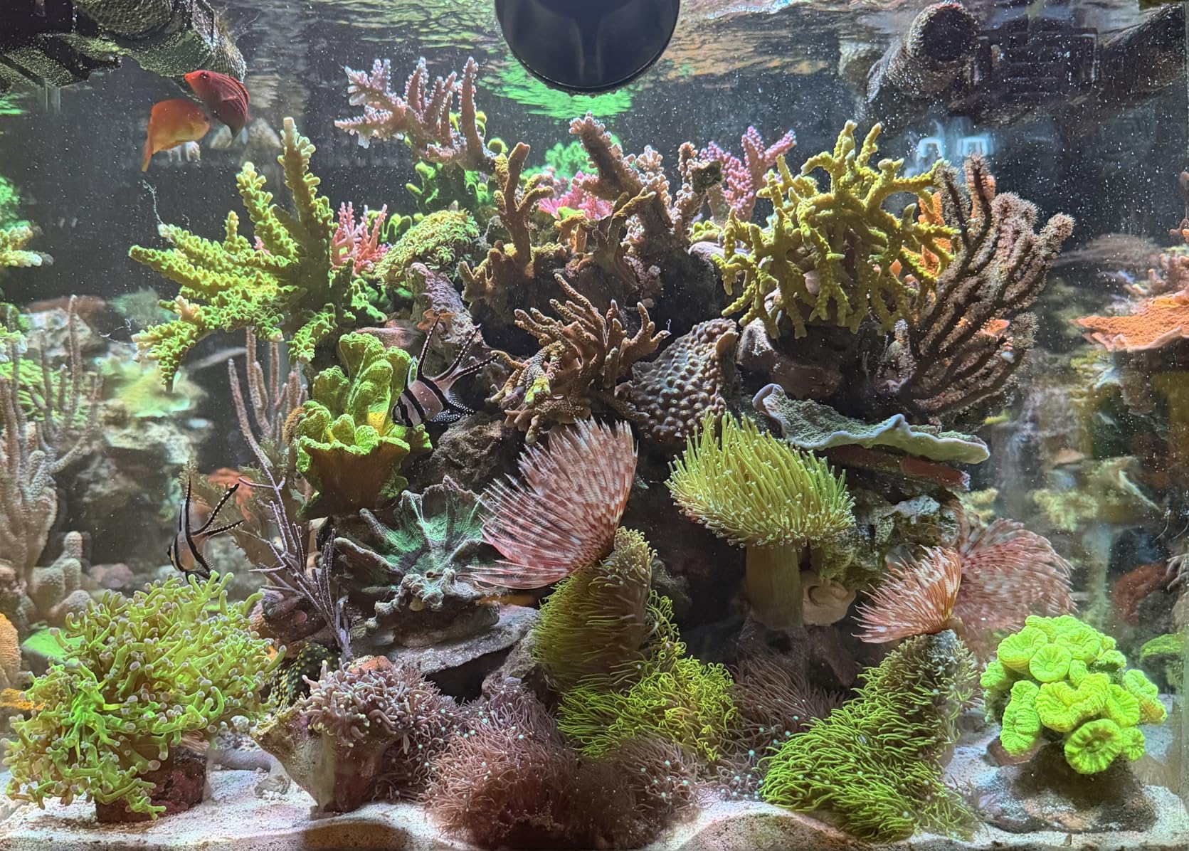 NICREW HyperReef 200 Gen 2 Reef LED Light, 200W Reef Aquarium Lighting for SPS LPS Corals and Saltwater Fish Tanks customer photo 1