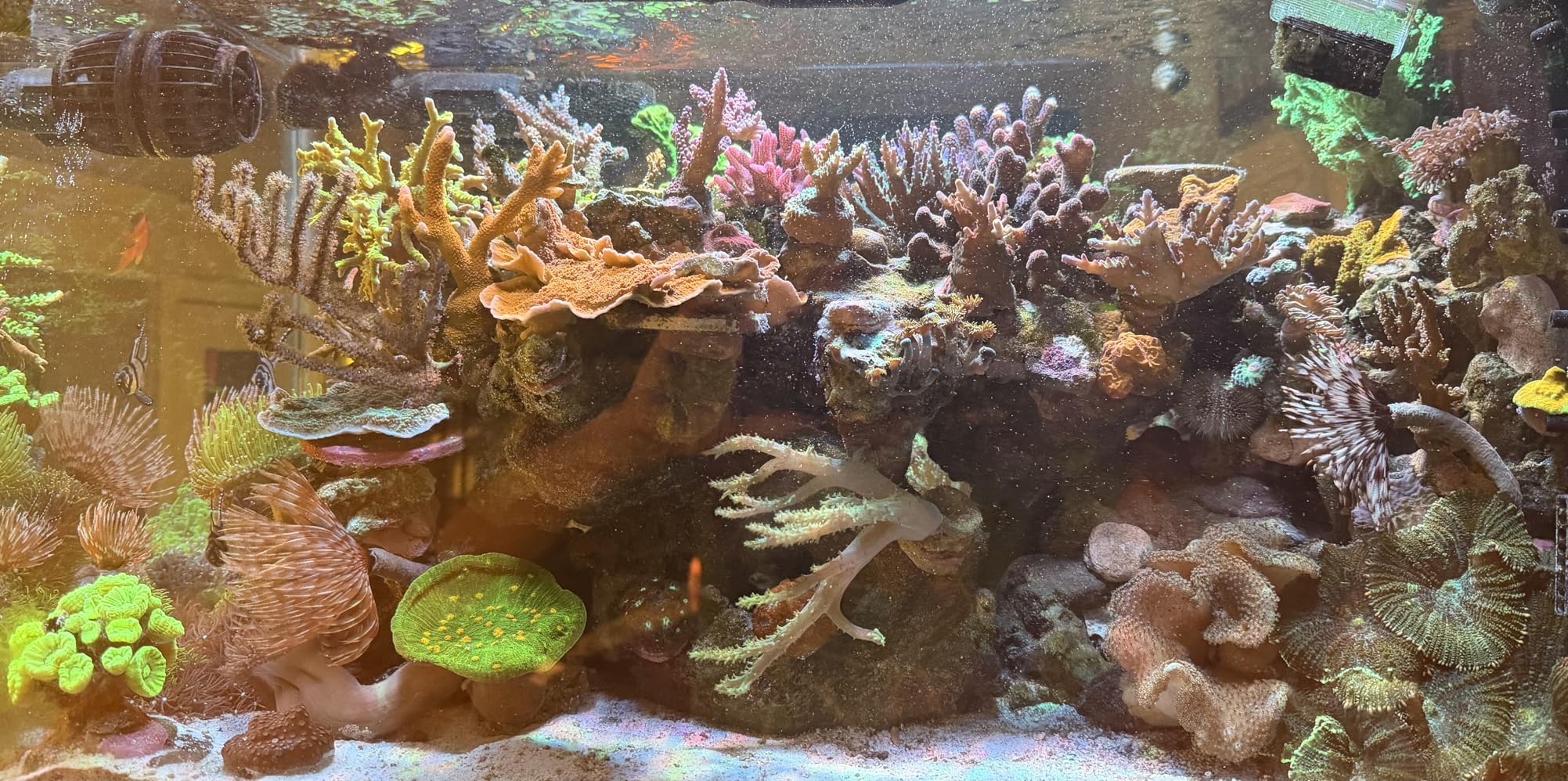 NICREW HyperReef 200 Gen 2 Reef LED Light, 200W Reef Aquarium Lighting for SPS LPS Corals and Saltwater Fish Tanks customer photo 2