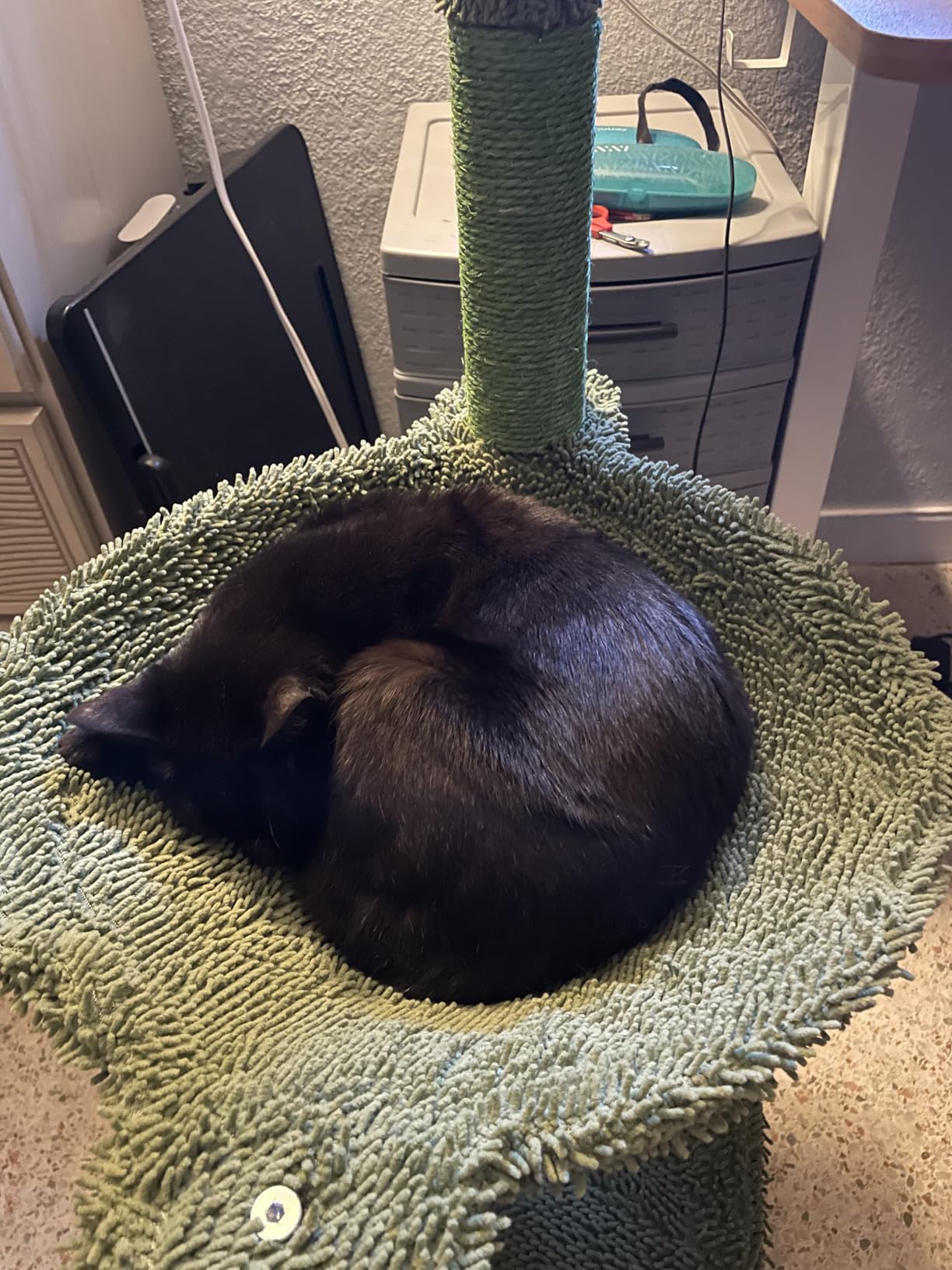 MUTTROS Modern Cat Tree for Large Cats, Wood Cat Tower for Indoor Cats, Real Branch Luxury Cat Furniture with Super Large Cozy Condo and Hammock & Scratching Post, Top Basket, White customer photo 2