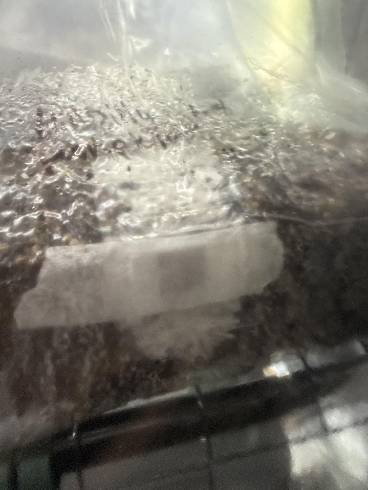 ShroomTek All-in-One Mushroom Grow Bag | Grow Dung-Loving Mushrooms Like Magic Right in The Bag | Just Add Your Own Spores customer photo 1
