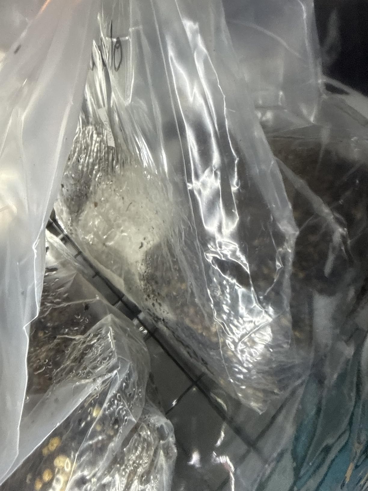 ShroomTek All-in-One Mushroom Grow Bag | Grow Dung-Loving Mushrooms Like Magic Right in The Bag | Just Add Your Own Spores customer photo 2