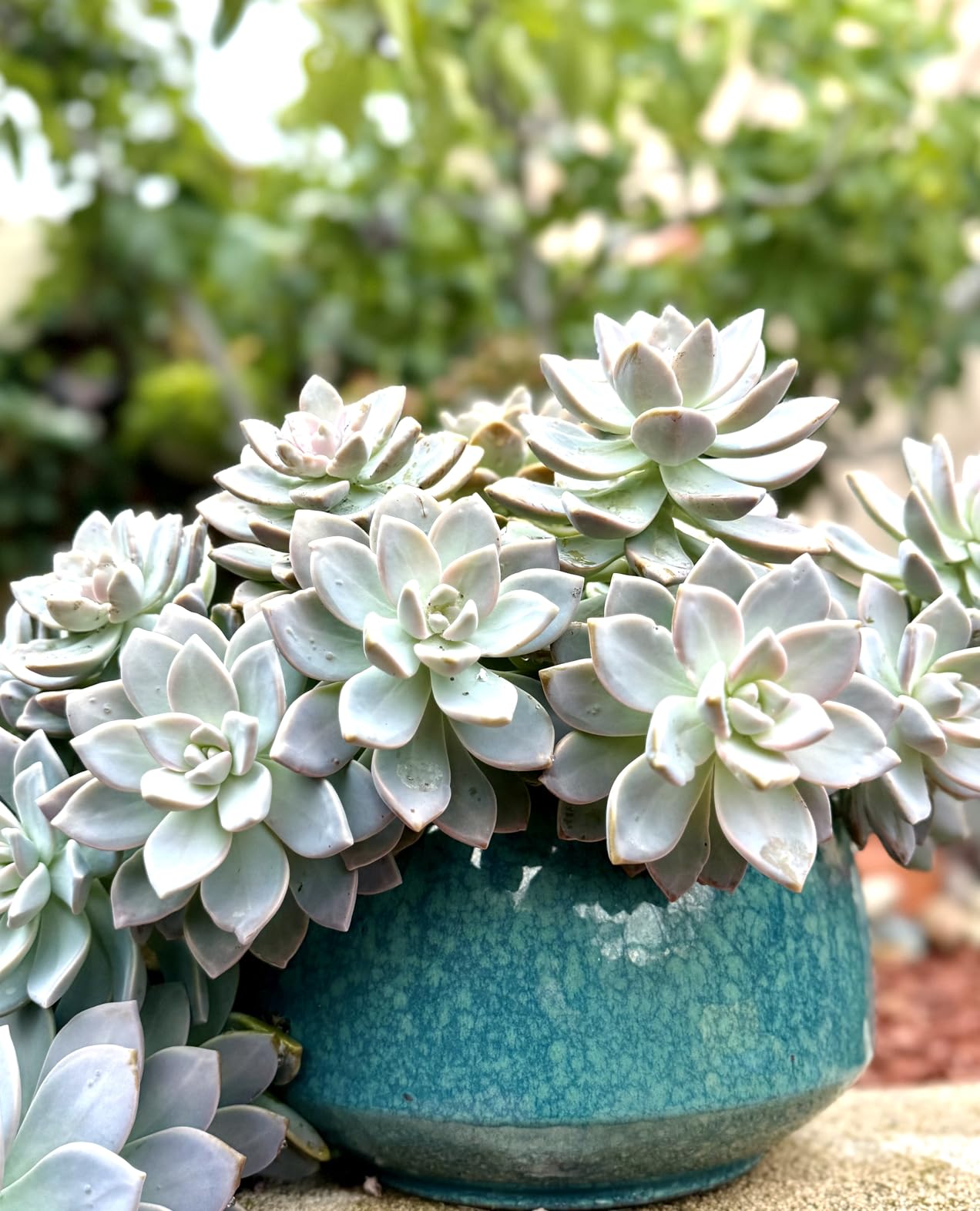 Reactive Glaze Peacock Color 11