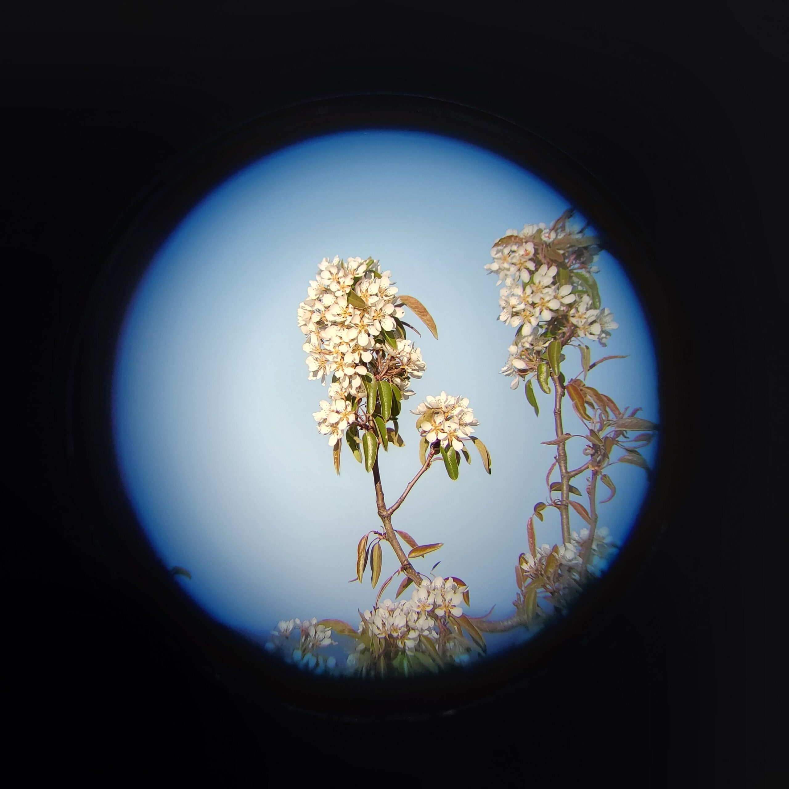 Leupold SX-2 Alpine HD Spotting Scope, Angled customer photo 2