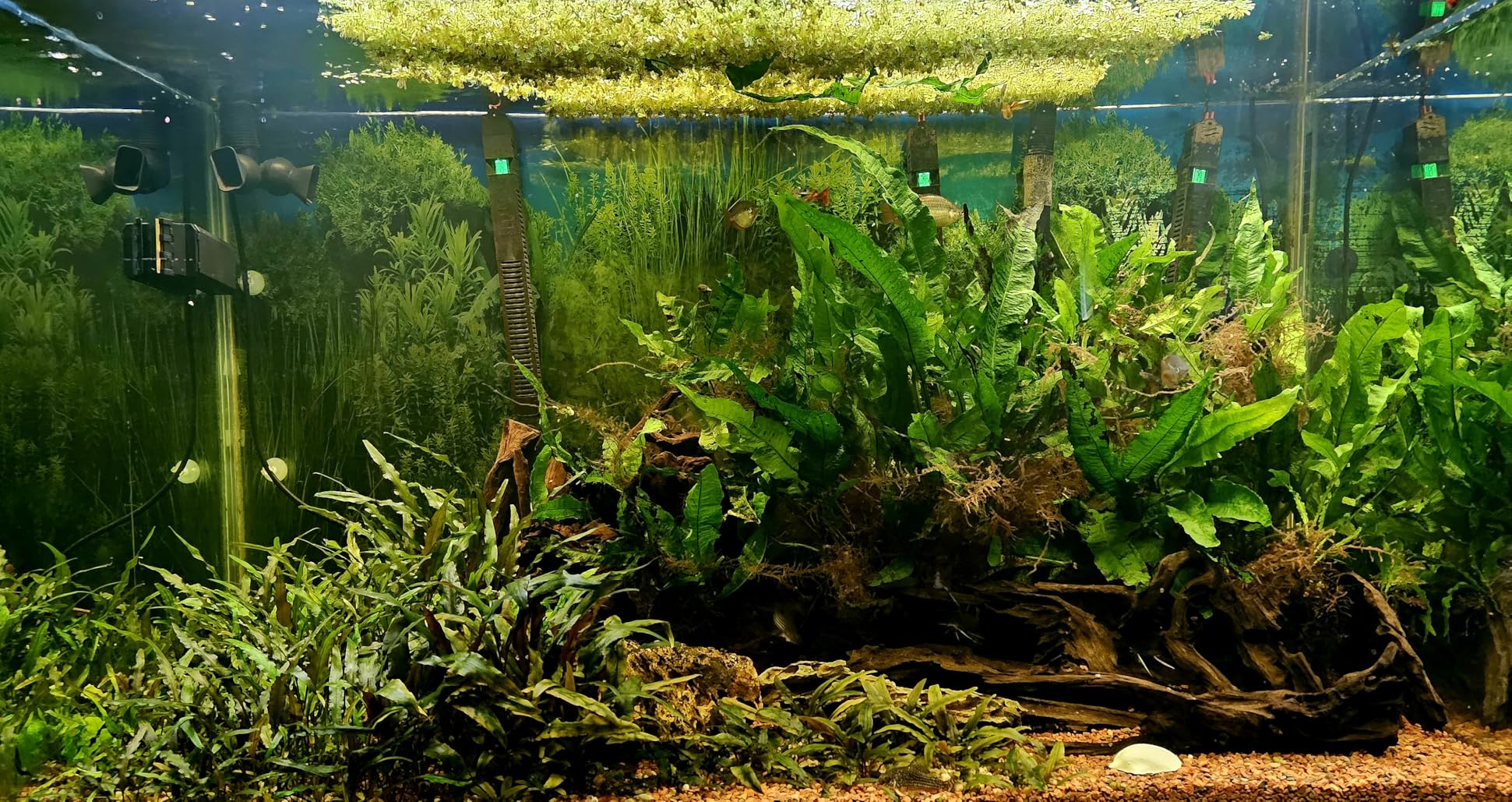 Ultum Nature Systems Driftwood - Pacific Drift Wood for Fish Tank, Planted Tank, Terriarium, Paludarium - Versatile Natural Driftwood Decor, Events Wood Centerpiece - Pacific Wood, X-Large (19-24