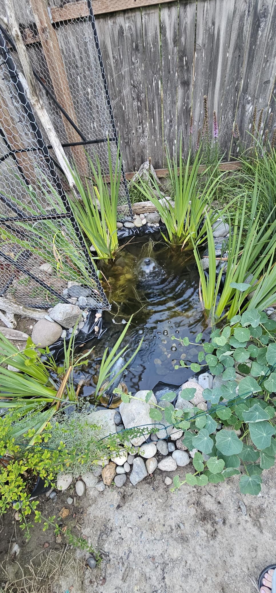 AquaMiracle All-in-One Koi Pond Filters for Outdoor Ponds 200-350 Gal, Pond Fountain Pump with 3 Spray Patterns, Fountain Kit with 400GPH Water Pump for Garden, Water Feature, Bird Baths customer photo 2