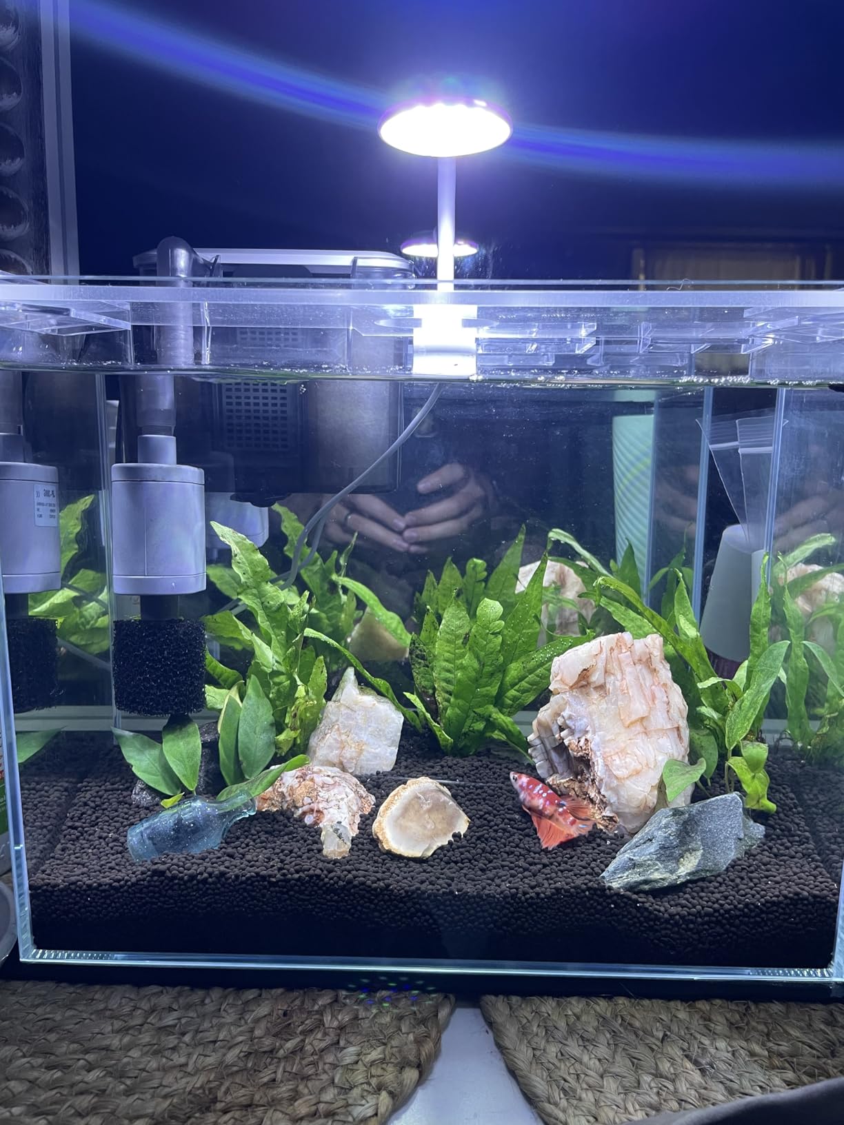 Vimvins 5 Gallon Glass Small Fish Tank with Filter Light and Lid, Betta Aquarium Starter Kits customer photo 1