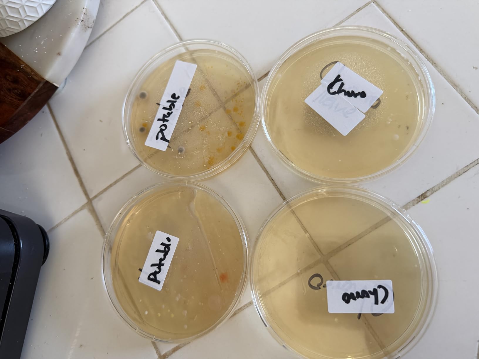 Bacteria Test Kits for Drinking Water - 12 Tests Detect Coliform, E.coli & All Bacteria | Home Quality Testing Kit for Well, Tap, Pool, Hot Tub & City Water | Easy DIY Tester with Free Lab Analysis customer photo 1