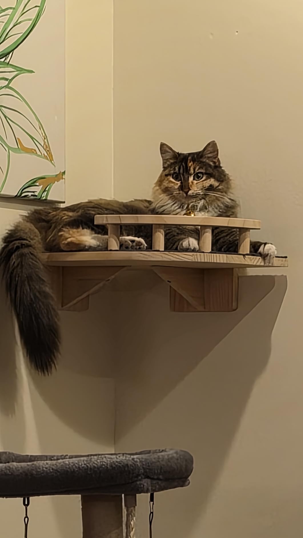 XiaZ Cat Wall Shelves, Corner Cat Shelf with 3 Wide Perch Steps, Kitty Wall Climber Wooden Furniture up to 25lbs, Modern Floating Cats Stairs for Indoor Sleeping, Playing, Climbing customer photo 1