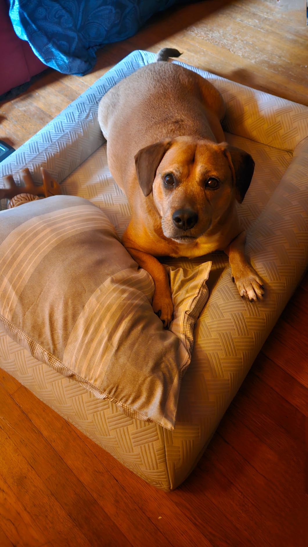 Big Paws Cooling Orthopedic Dog Bed for XL & Senior Dogs + Enclosed Support, High-Density Memory Foam, Waterproof Liners, Washable Cover, Light Gray, XL customer photo 1