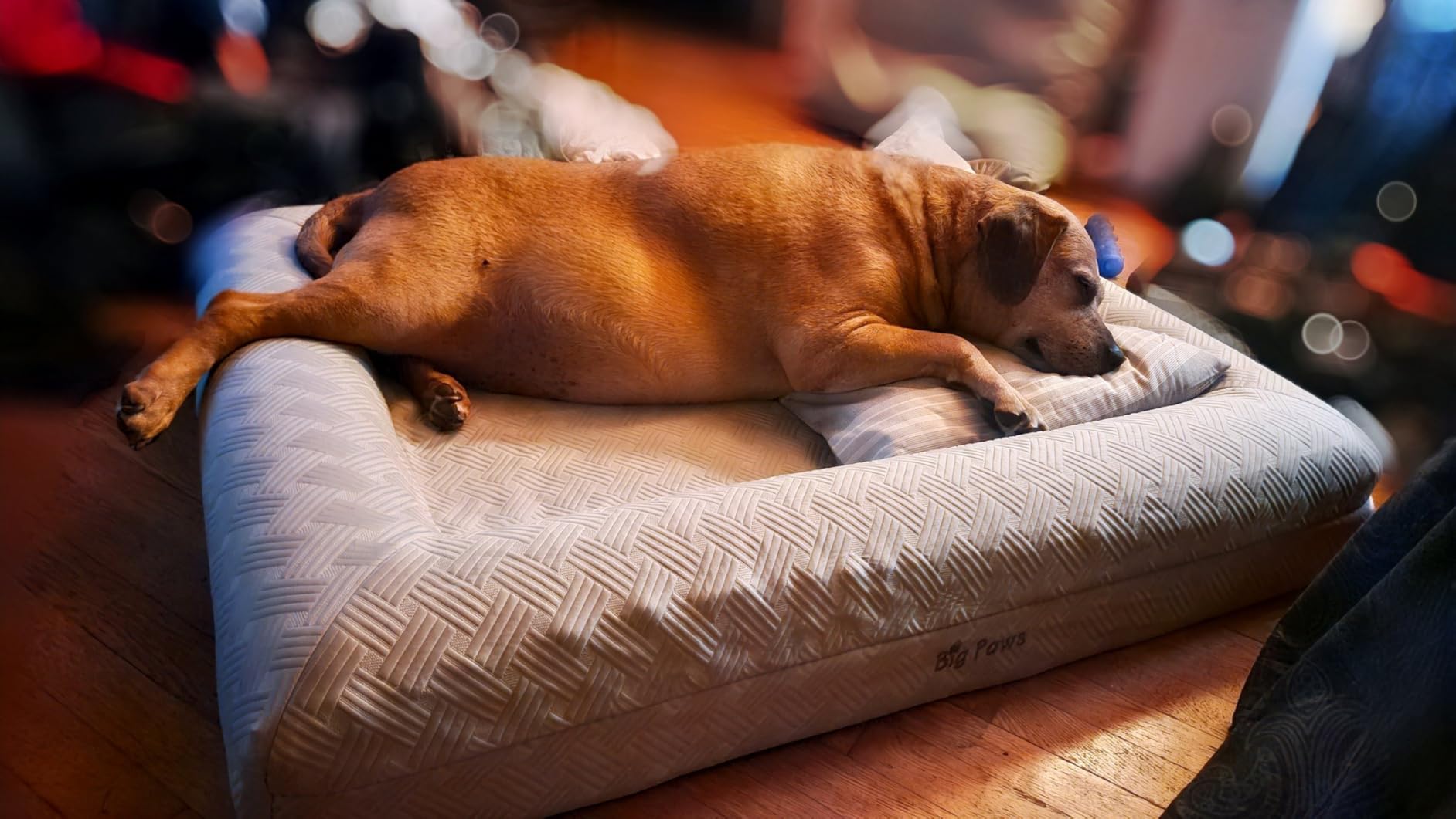 Big Paws Cooling Orthopedic Dog Bed for XL & Senior Dogs + Enclosed Support, High-Density Memory Foam, Waterproof Liners, Washable Cover, Light Gray, XL customer photo 2