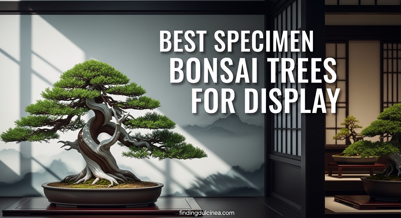 Best Specimen Bonsai Trees for Display