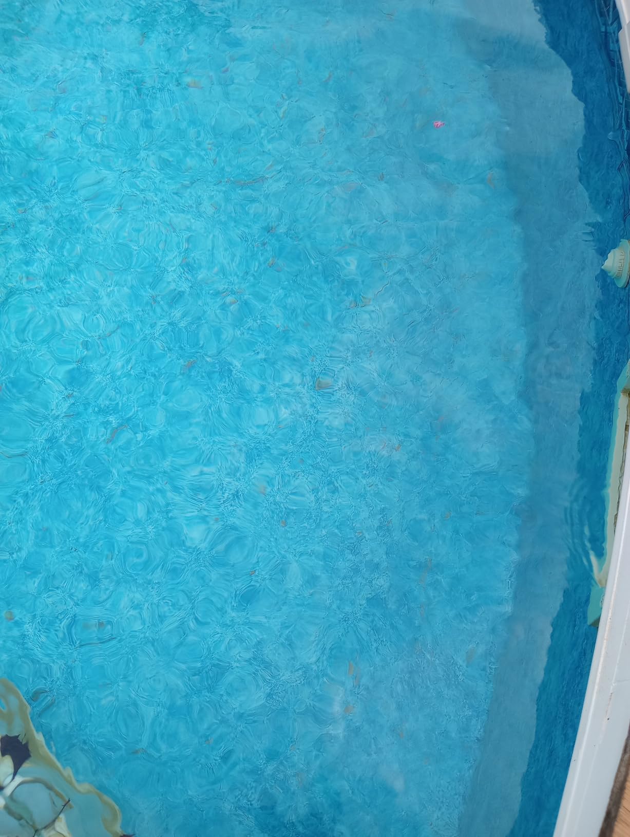 PoolRX Pool Unit #101066 6 Month Algaecide Treats 20k-30k Gallons customer photo 2