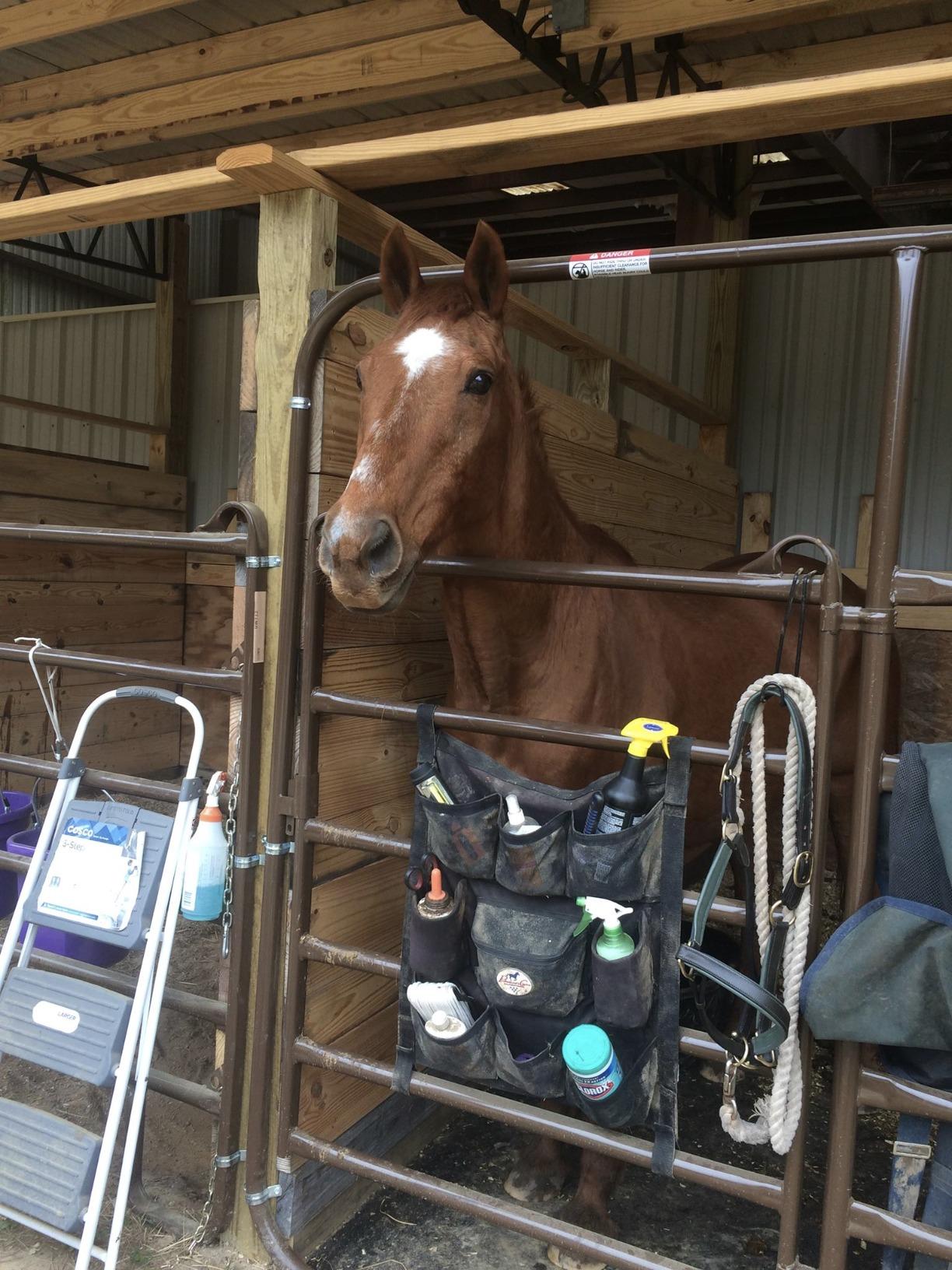 Professional's Choice Trailer Door Caddy | Durable Organizer Designed for Both You and Your Horse customer photo 1