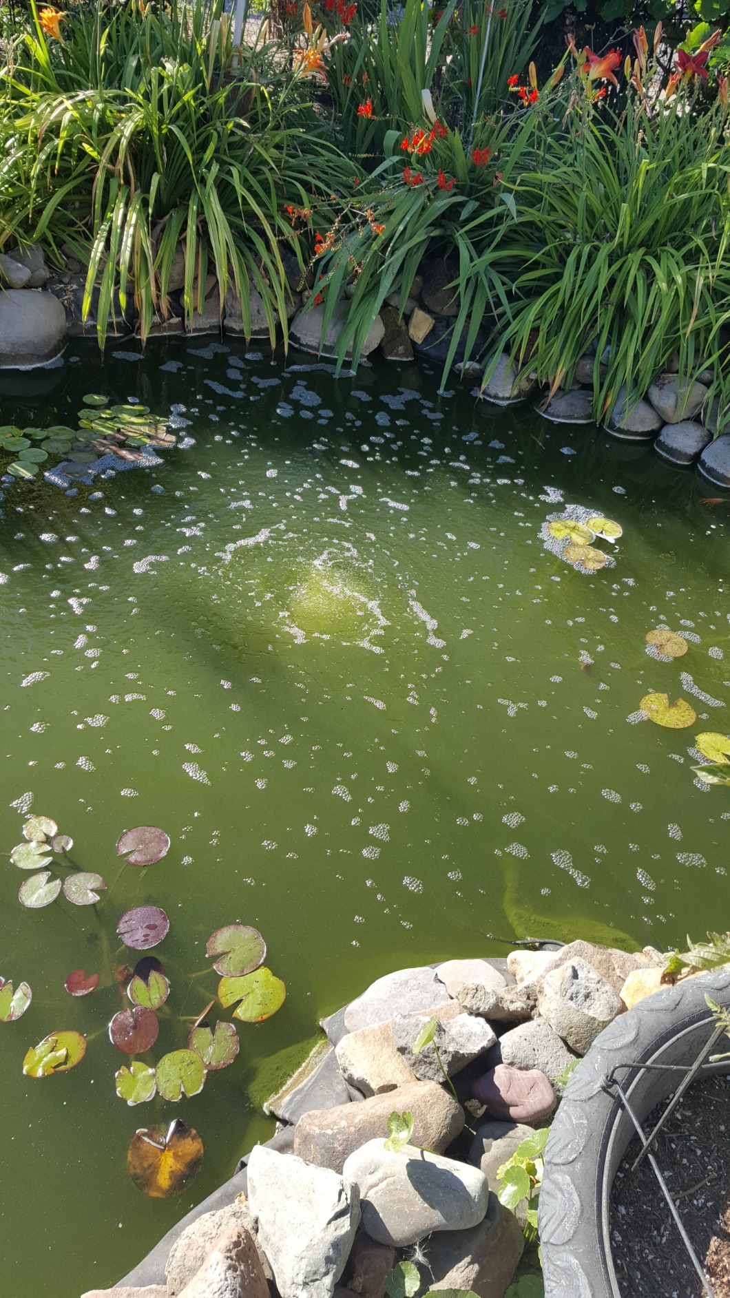 CrystalClear KoiAir 1 Complete Pond Aeration Kit for Koi & Fish Ponds customer photo 1