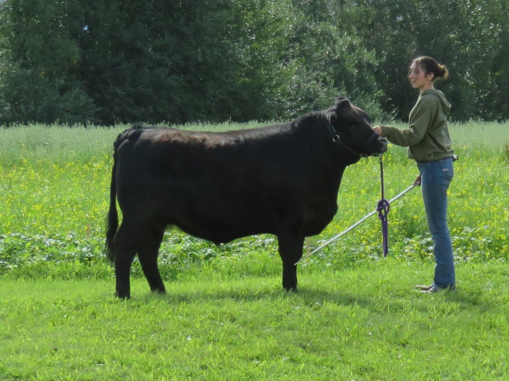 Weaver Heavy-Duty Restraint Nylon Cattle Halter, Adjustable, Modern Style Cow Calf Halter, Livestock Handling Equipment for Showing, Black customer photo 2