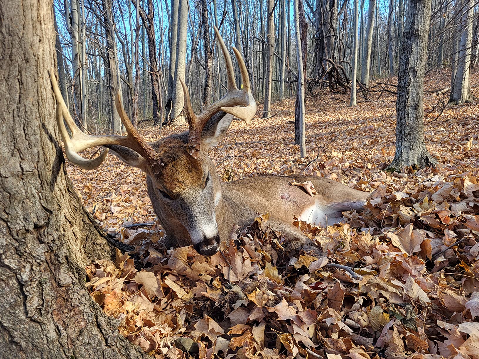 Flextone Outdoor Deer Hunting Realistic Rattling Bucks Sounds Easy-to-Use Battle Bag Deer Game Call customer photo 1