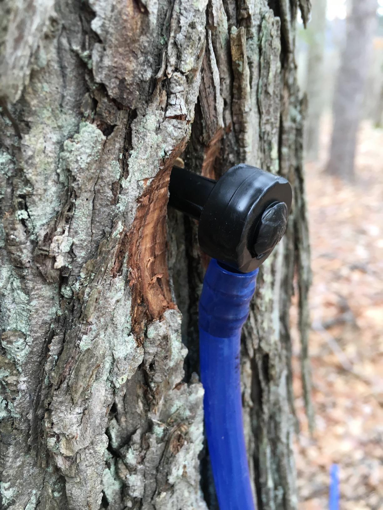 MAPLE TAPPER Maple Syrup Tree Tapping Kit - (10) Spiles + (10) 3' Tubes + (2) 1-QT Maple Sap Filters - BPA Free Food Grade - Full Instructions, Recipe Cards- Made in North America customer photo 1
