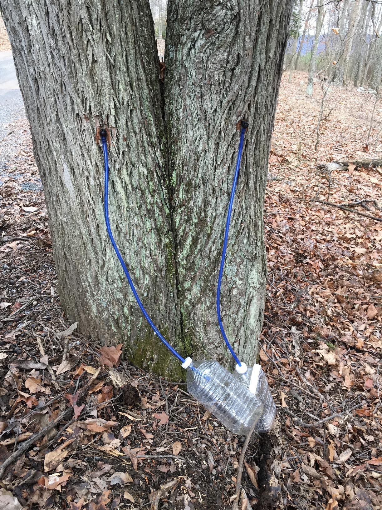 MAPLE TAPPER Maple Syrup Tree Tapping Kit - (10) Spiles + (10) 3' Tubes + (2) 1-QT Maple Sap Filters - BPA Free Food Grade - Full Instructions, Recipe Cards- Made in North America customer photo 2
