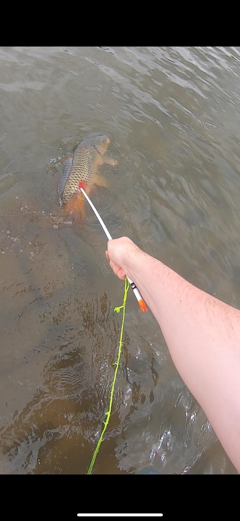 AMS Bowfishing Ankor FX Complete Arrows customer photo 1