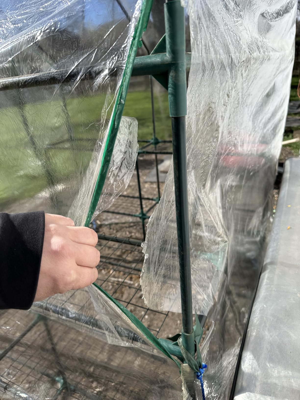 Pure Garden Walk in Greenhouse with 8 Sturdy Shelves and PVC Cover, 56 x 56 x 76-Inch customer photo 2