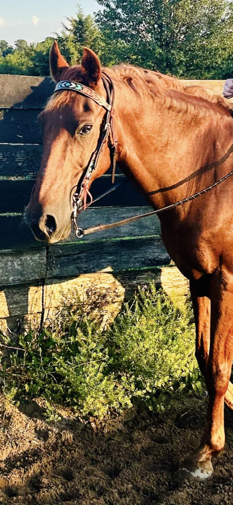 Weaver Equine Turquoise Diamond Beaded Horse Headstall, Leather Headstalls for Horses for Trail Riding, Durable Equine Supplies, Dark Oil customer photo 1