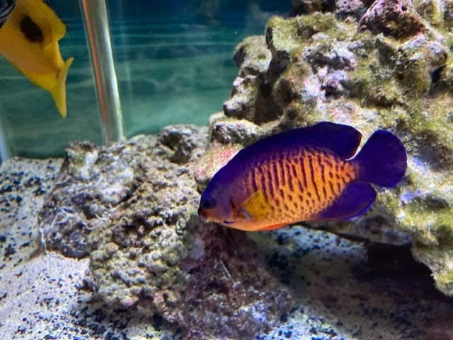 Current USA Orbit Marine IC PRO 48-60 Inch Dual LED Saltwater Reef Marine Aquarium Light with 24 Hour IR Lighting & eFlux Wave Pump Control customer photo 1