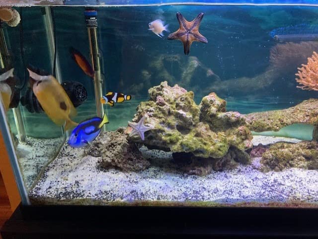 Current USA Orbit Marine IC PRO 48-60 Inch Dual LED Saltwater Reef Marine Aquarium Light with 24 Hour IR Lighting & eFlux Wave Pump Control customer photo 2
