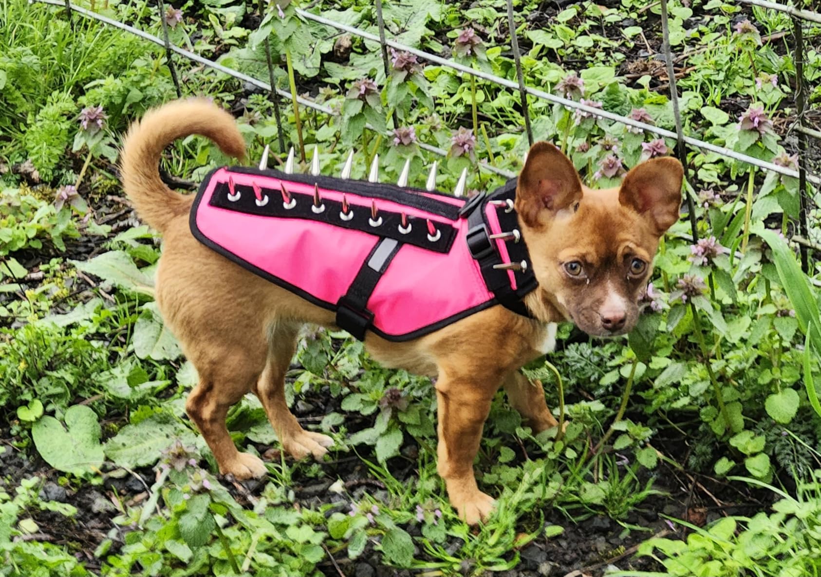 CoyoteVest Dog Harness | Stab-Resistant Protective Vest | Coyote Vest for Dogs | Defends Against Coyotes, Dogs, Birds of Prey | Reflective Safety, Made in USA (Small, Royal Blue) customer photo 2