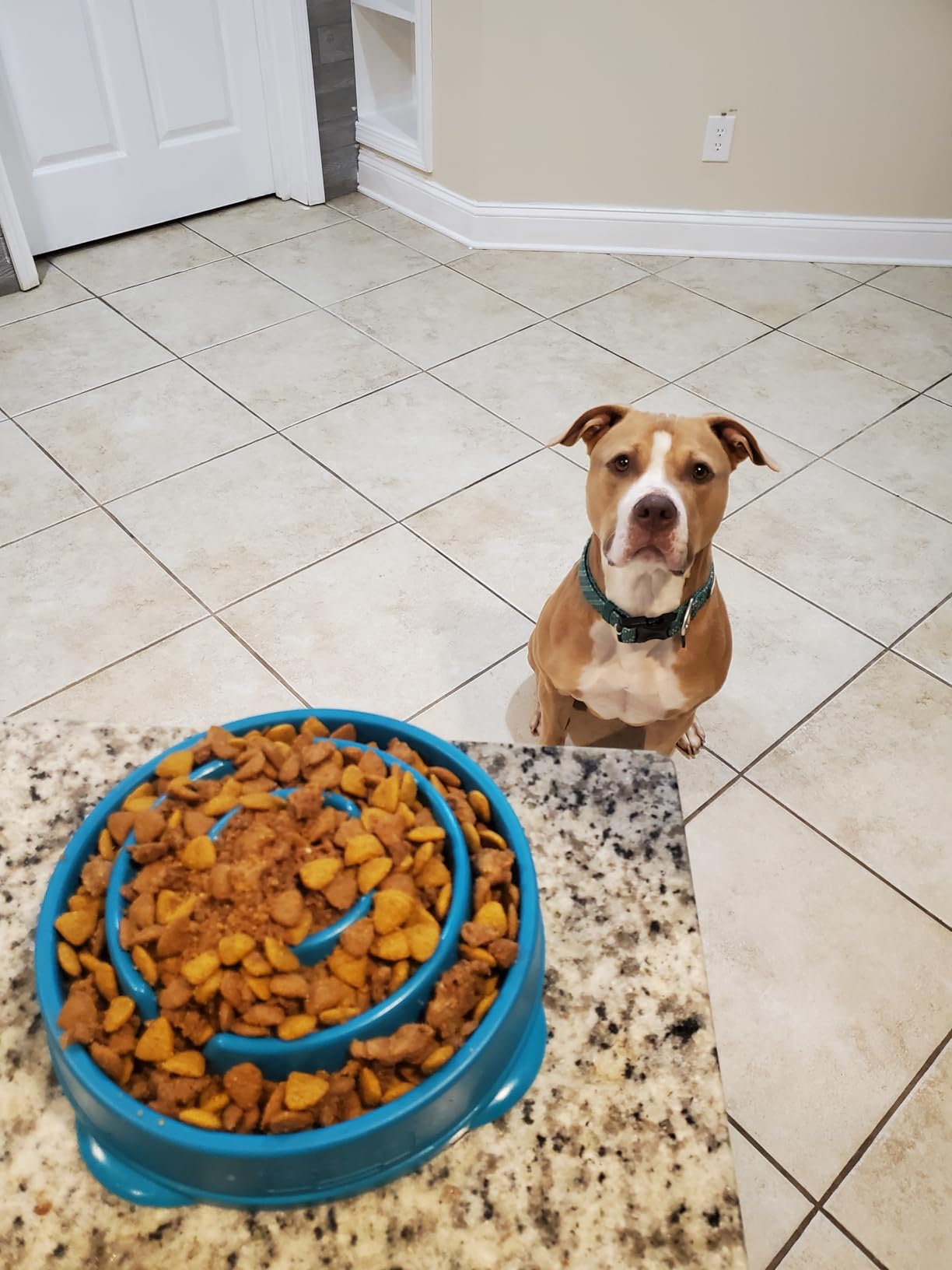 Outward Hound Fun Feeder Slo Bowl - Large 4-Cup Capacity, Slow Feeding, Medium to Large Dogs, Non-Slip, Blue, Notch Pattern customer photo 1