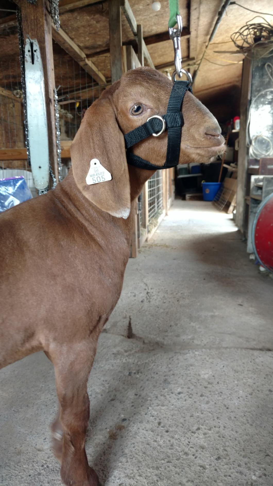 Weaver Leather Livestock Sheep & Goat Training Halter customer photo 2
