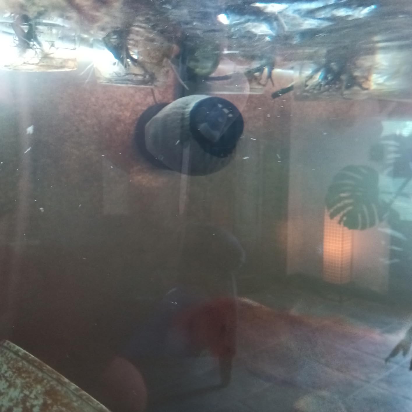 Jebao SOW Wave Maker Flow Pump with Controller for Marine Reef Aquarium (SOW-15) customer photo 1
