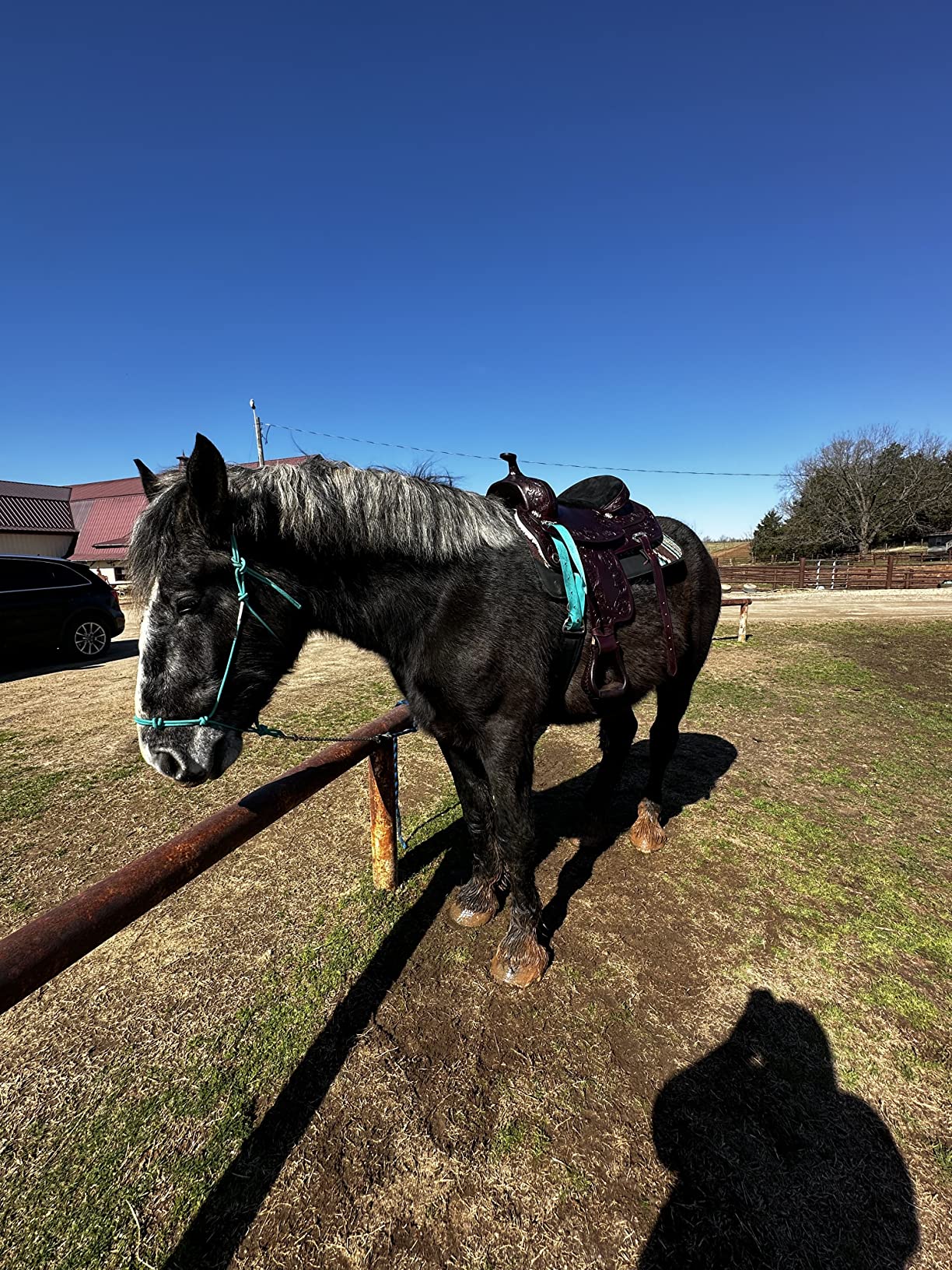 HILASON Western Draft Horse Trail Pleasure American Leather Saddle customer photo 2
