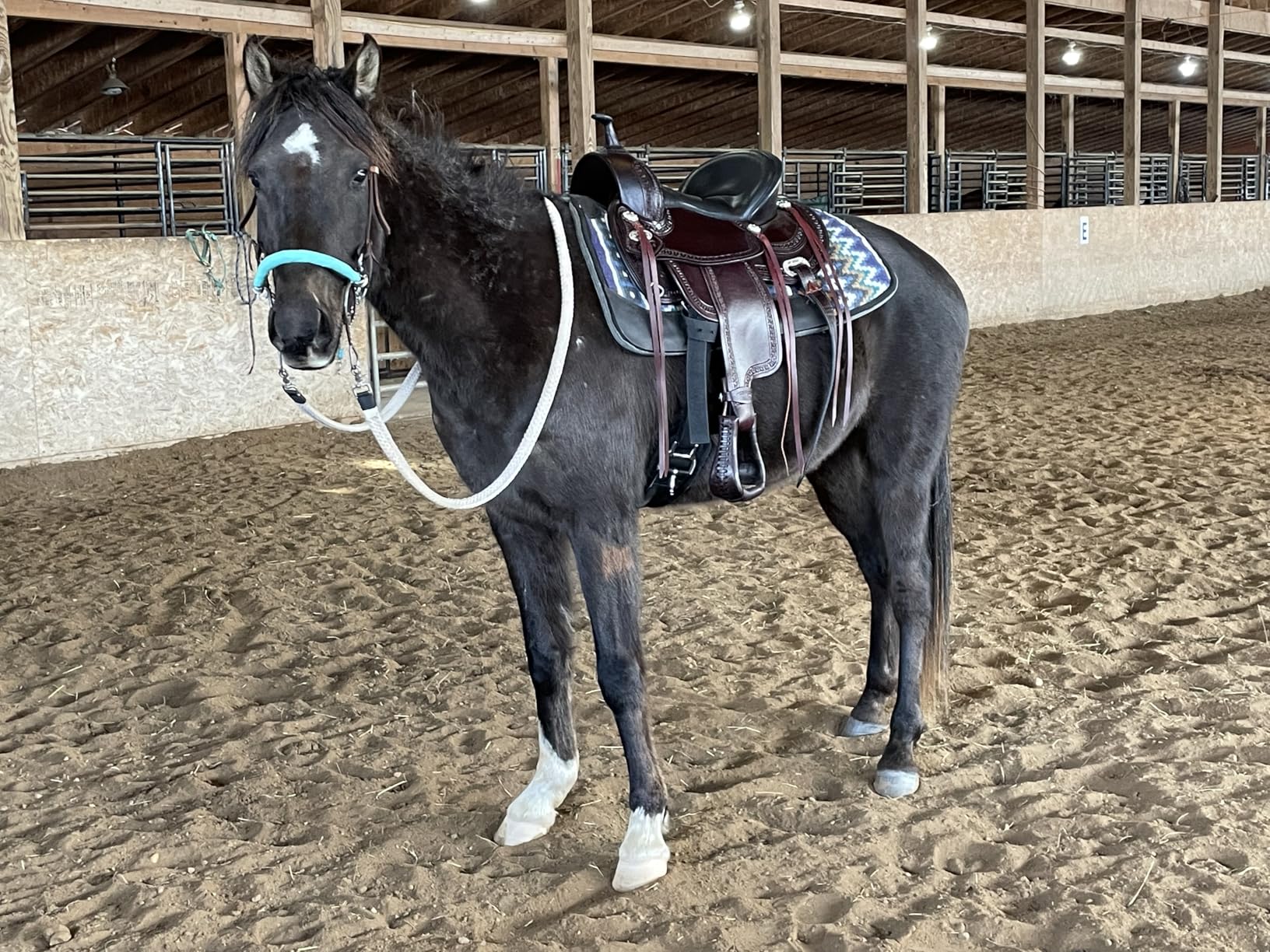 HILASON Western Horse Saddle American Leather Flex Tree Trail & Pleasure Chocolate Brown customer photo 1